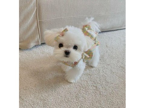 Bulut gibi bembeyaz köpeklerimiz sahiplerini bekliyor