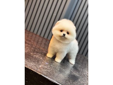 Pomeranian boo yavrularım