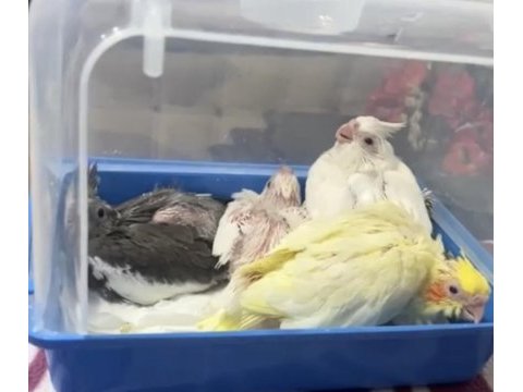 Evcil sultan papağanı albino lutino grey