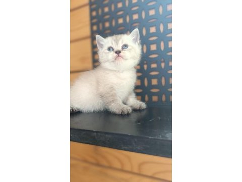 British shorthair yavrular sahiplendirilecektir