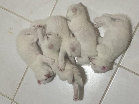 British shorthair scottish fold karışımı 4 dişi 1 erk