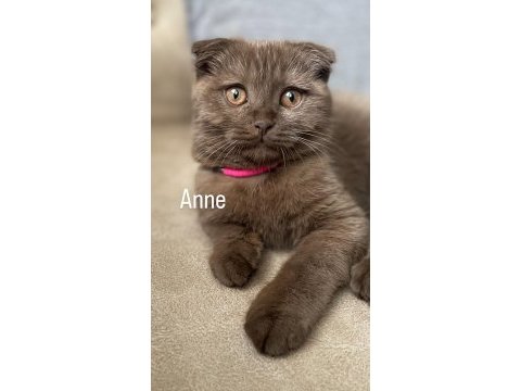 2 aylık british longhair bebeklerimiz