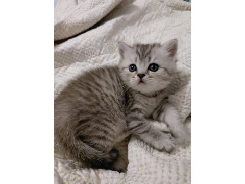 Safkan british shorthair
