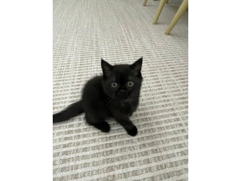50 günlük british shorthair yavru kediler