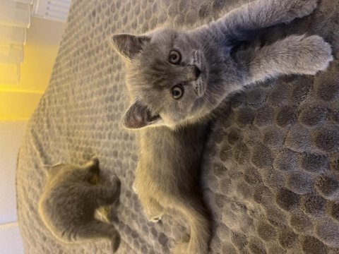 British shorthair yavrular