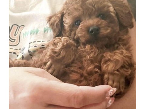 Toy poodle köpekler için ulaşın
