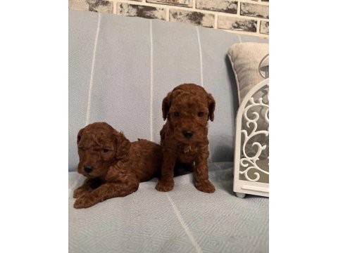 Orjinal her boy toy poodle bebekler