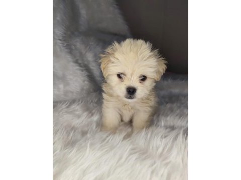 Tea cup maltipoo yavrumuz