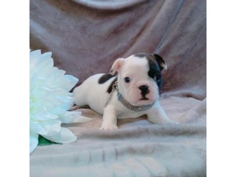 French bulldog yavruları
