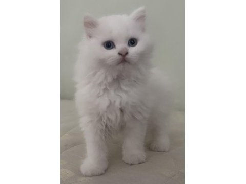 British longhair beyaz erkek 9 haftalık