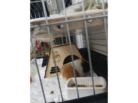 Ginepig 3 aylık