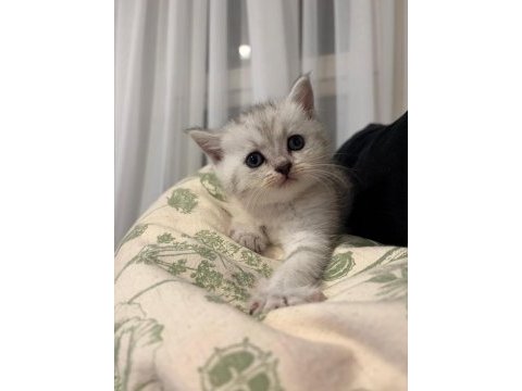 Yavru british shorthair ve scottish shorthair kedilerimiz