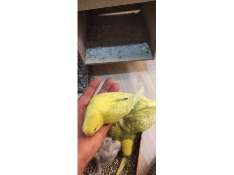 Taze muhabbet kuşu 2 güne yeme düşecek
