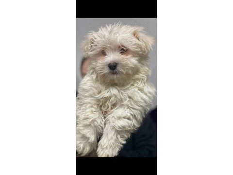 Avrupa girişli yavru köpeklerimiz