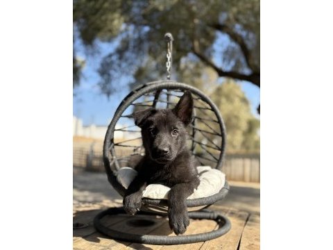 Muhteşem alman çoban köpeği yavrularımız