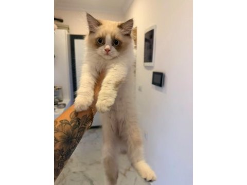 Ragdoll dişi