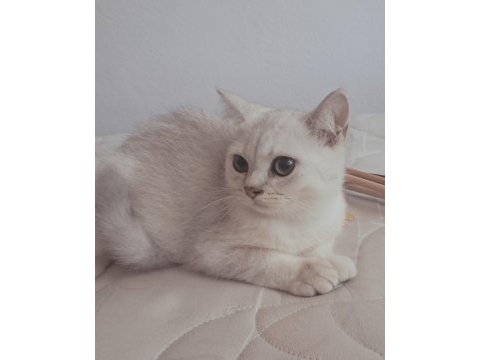 British shorthair silver erkek