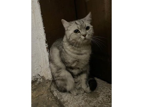 British shorthair dişi