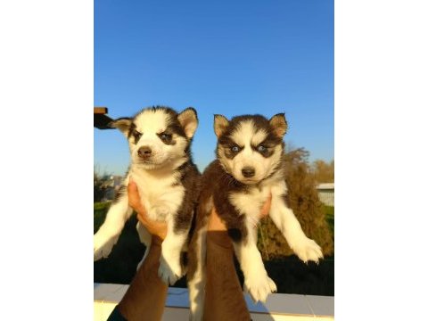 Husky (sibirya kurdu) yavrularımız