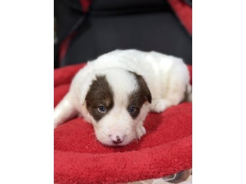 A kalite border collie