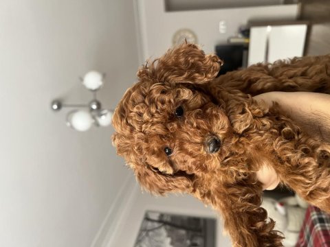 Dişi tam bir oyun canavarı toy poodle