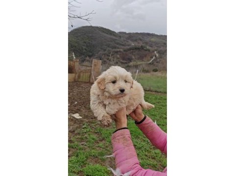 Maltipoo harika pofuduk yavrularımız