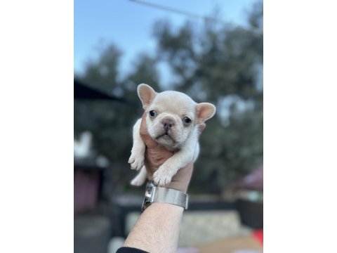 Egzotik french bulldog a kalite