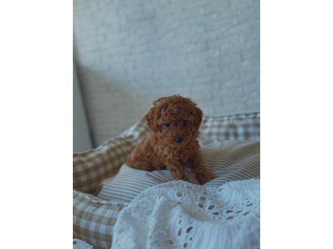 Hayalindeki poodle’a bir adım uzaktasın