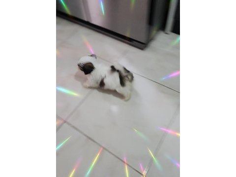 4 aylık shih tzu dobby yeni yuvasını arıyor