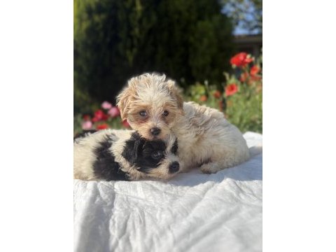 Morkie bebekler erkek