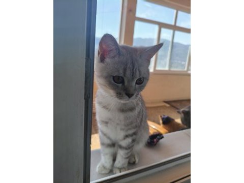 British shorthair kedisi
