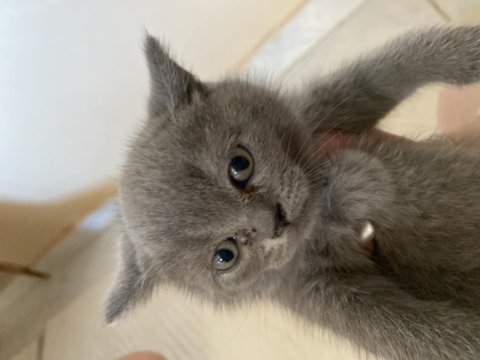 British short hair yavru kedi