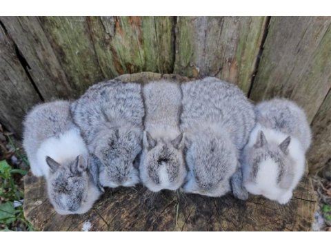 Mini lop ve cüce tavşan bebeklerimiz