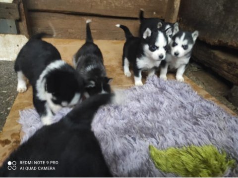 Sibirya kurdu yavrularımız yeni sahibini arıyor