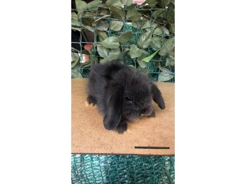 Safkan hollanda teddy lop tavşanı yavrular
