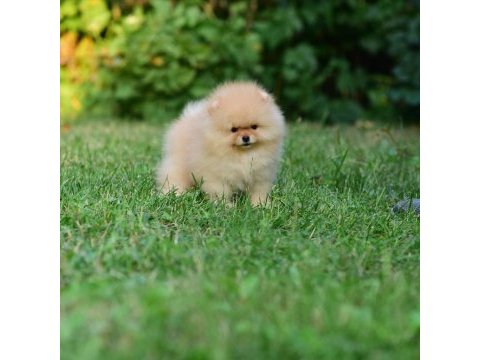 Pomeranian boo ayıcık