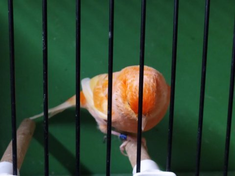 Kırmızı lipogrom erkek kanarya pırıl pırıl bir kuş