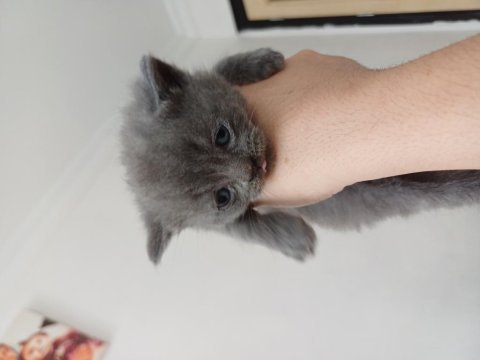 Anne ve yavru british shorthair