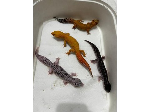 Adult leopard gecko