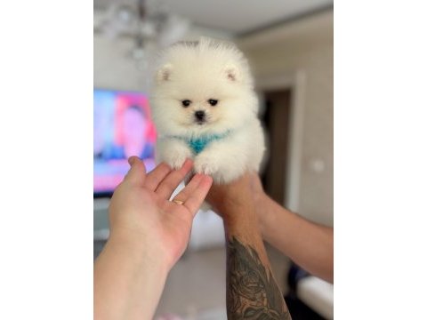 Pomeranian ayıcıklar 2 dişi ve 2 erkek
