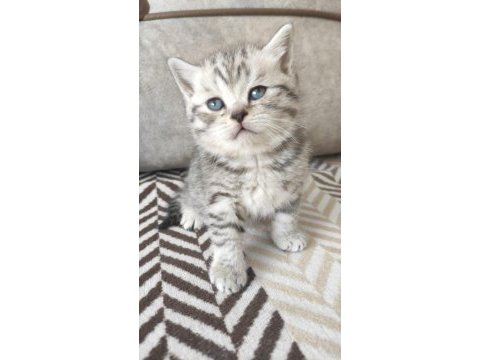 Safkan british shorthair yavrularımız yeni yuvasını arıyor