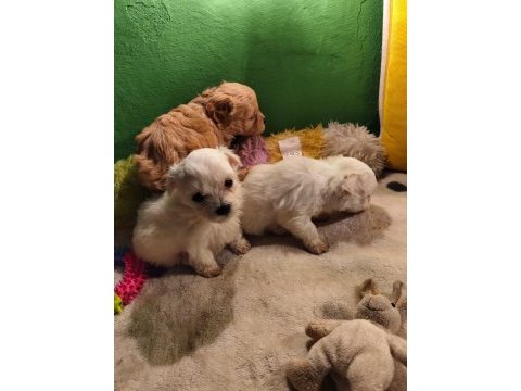 Maltipoo miniklerim