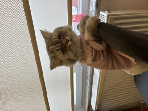 British longhair kedimiz