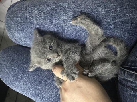 British shorthair yeni yuvama hazırım