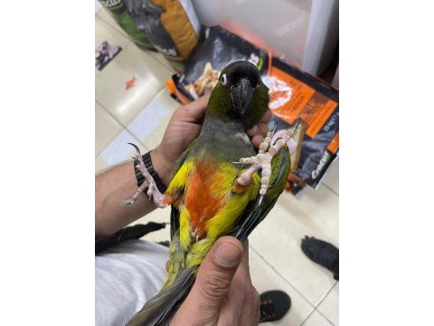 Evcil patagonya konur papağanı