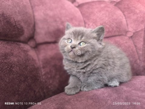 40 günlük scottish fold yaş mama ve tuvalet eğitimli