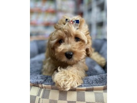 Mini ve standart maltipoo bebekler