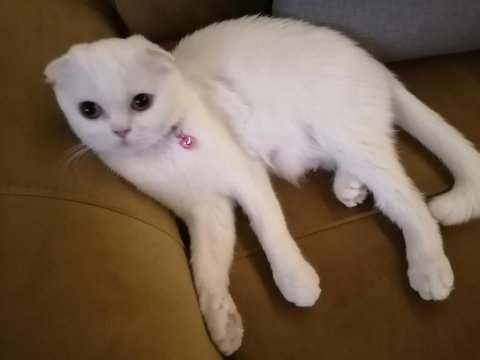 1 yaşında beyaz scottish fold melek