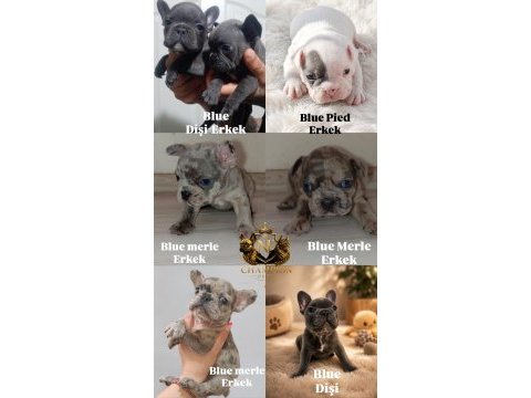 French bulldog köpeğimiz