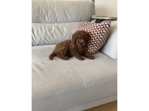 75 günlük teacup poodle